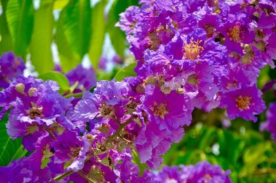 Close-up of purple flowers