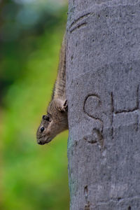 Close-up of squirrel on tree trunk