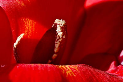 Macro shot of red rose flower