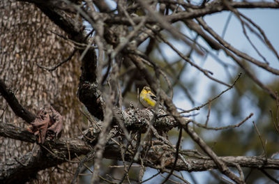 Low angle view of bird perching on branch