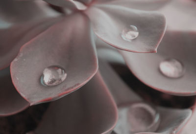 Close-up of water drops on white flower