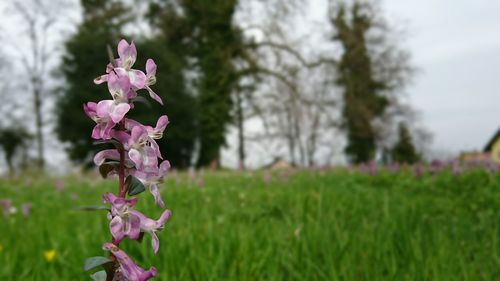 Close-up of pink flowering plant on field