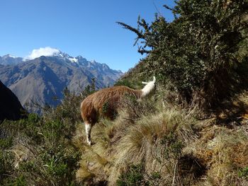 Scenic view of landscape