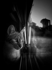 Cat looking through window