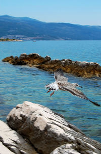 Seagull flying over sea