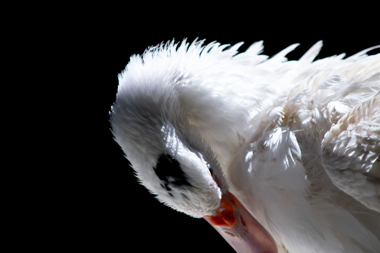 CLOSE-UP OF WHITE BIRD