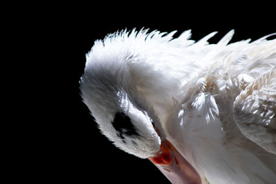 Close-up of a bird