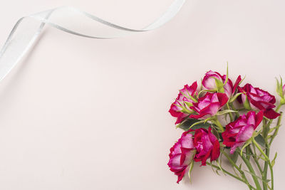 Close-up of pink rose against white background