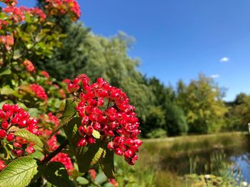 Close-up of red flowering plant against sky