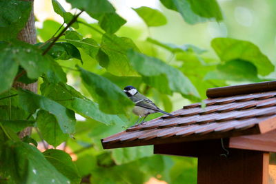 Bird perching on a branch