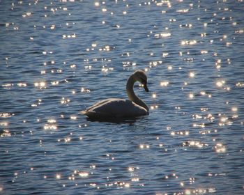 Swan swimming in lake