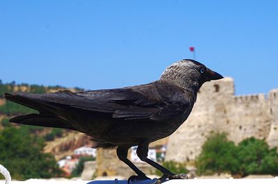 Close-up of bird perching on branch