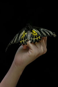 Close-up of hand holding butterfly over black background