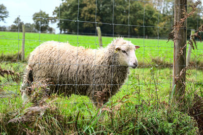 Sheep standing in a field