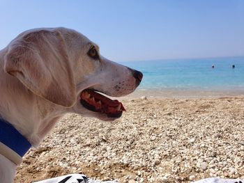 Dog looking away on beach