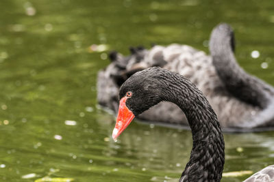 Close-up of swan in lake