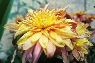 Close-up of yellow flower blooming outdoors