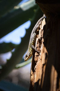 Close-up of lizard on tree trunk