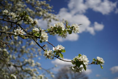 Low angle view of cherry blossoms against sky