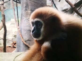 Close-up of a monkey looking away