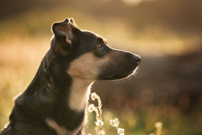 Close-up of a dog looking away