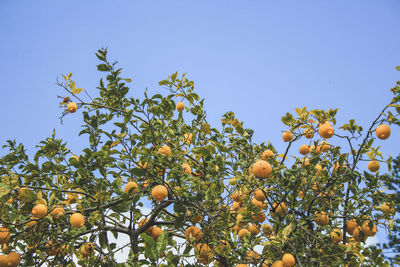 Low angle view of fruits growing on tree against sky