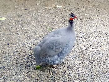 Close-up of peacock