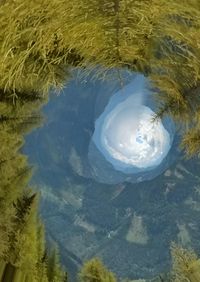 Reflection of trees in water