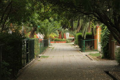 Narrow walkway along trees