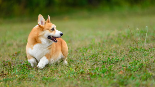 Dog running on grass