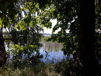 Reflection of trees in lake against sky