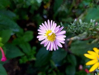 Close-up of yellow flower blooming outdoors