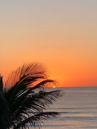 Palm tree by sea against romantic sky at sunset