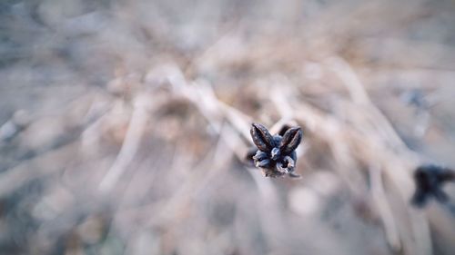 Close-up of grasshopper