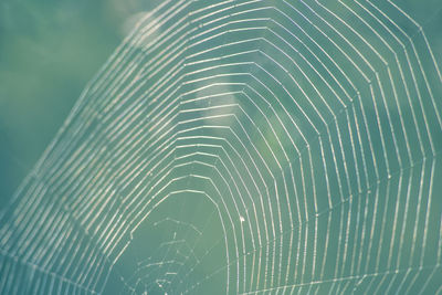 Close-up of spider web