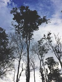 Low angle view of trees against sky