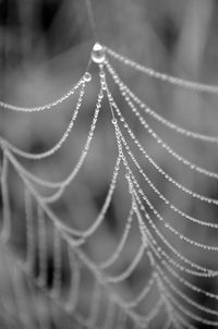 Close-up of dew drops on spider web