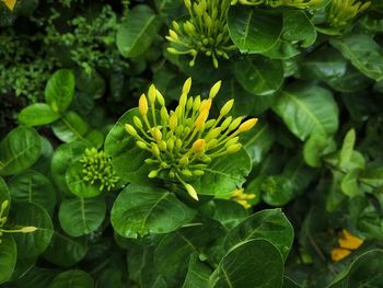 Close-up of yellow flowering plant