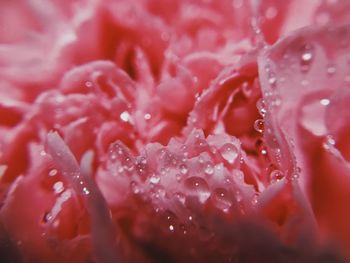 Full frame shot of wet pink flower