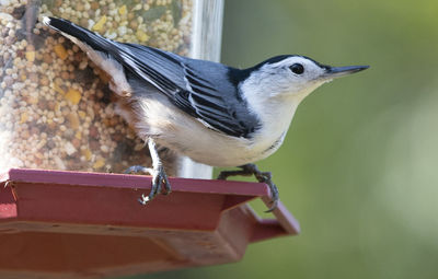 Close-up of bird perching on wood