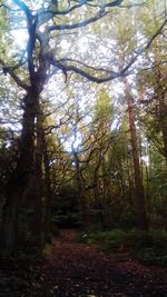 Trees in forest during autumn