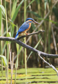 Close-up of bird perching on branch