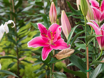 Close-up of pink flowering plant