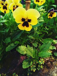 Close-up of yellow flowers blooming outdoors