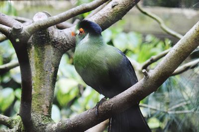 Close-up of bird perching on tree