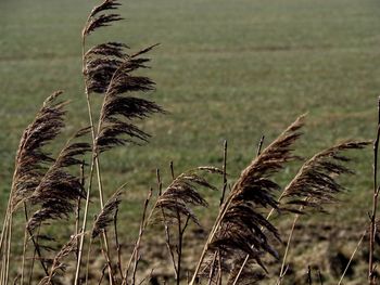 Close-up of wheat growing on field