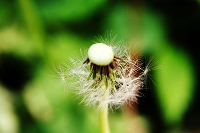 Close-up of white dandelion flower