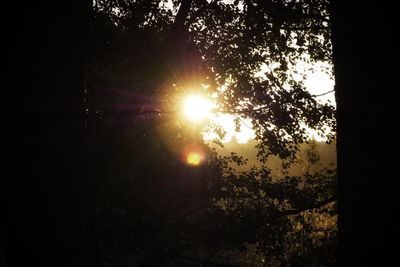Sunlight streaming through trees in forest at sunset