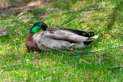 View of duck on field