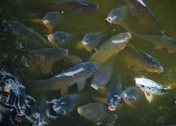 Fish swimming in sea